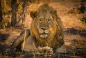 080 Zimbabwe, Hwange NP, leeuw